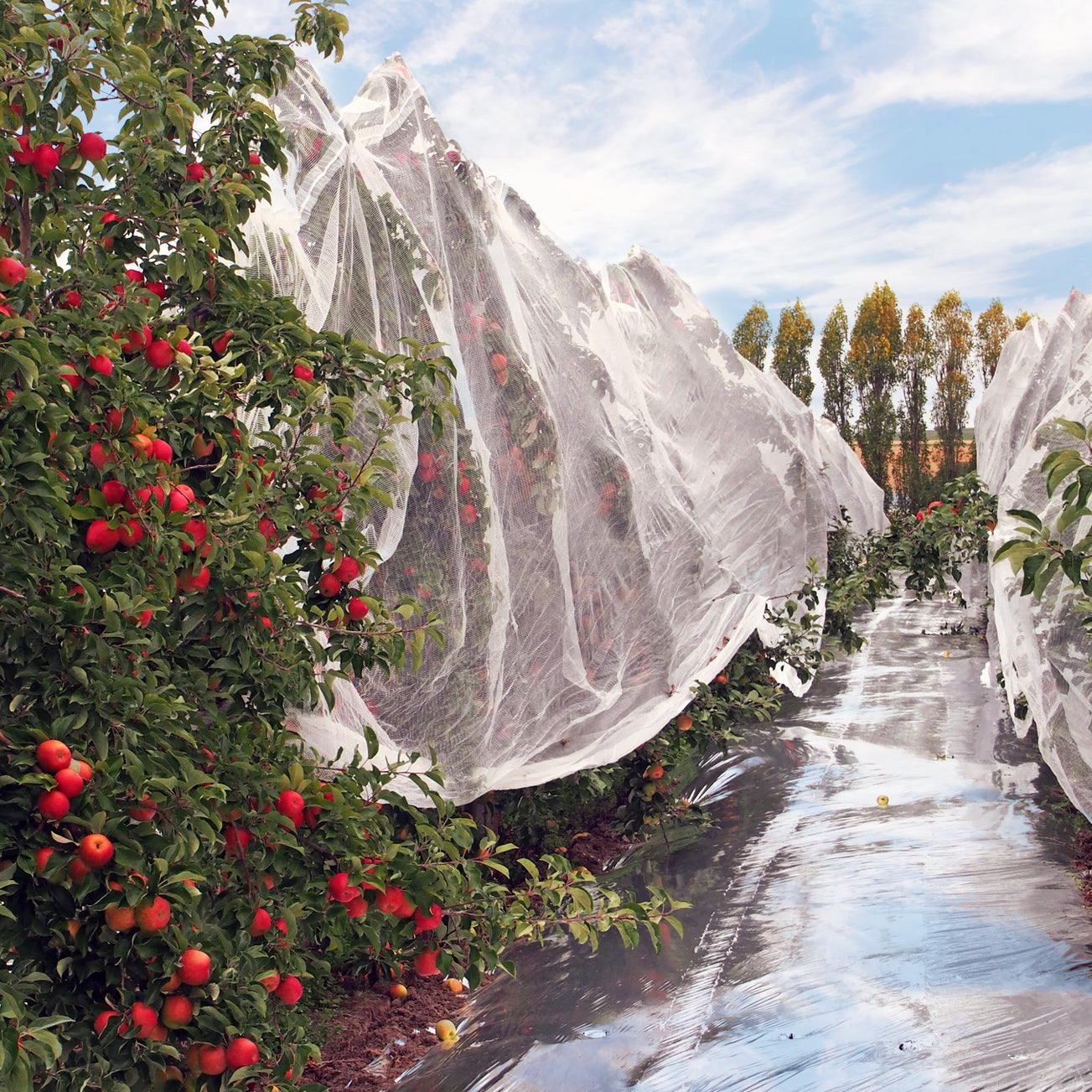 Drape Net – Horticultural Innovations